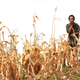Image for article titled Drought Ravages U.S.